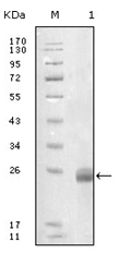 AM06223SU-N - Fibulin-5