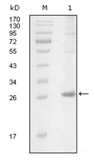 AM06236SU-N - Tyrosine-protein kinase ITK/TSK
