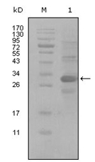 AM06237SU-N - CD166