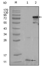 AM06243SU-N - PPAR-gamma