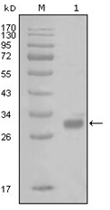 AM06270SU-N - Thrombin receptor / F2R