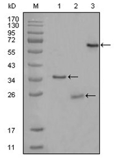 AM06271SU-N - CD33 / SIGLEC3