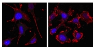 AM06276SU-N - Actin beta / ACTB