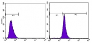 AM06276SU-N - Actin beta / ACTB
