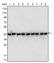 AM06276SU-N - Actin beta / ACTB