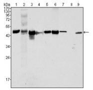 AM06282SU-N - Cytokeratin 18