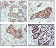 AM06287SU-N - Cytokeratin 19