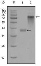 AM06287SU-N - Cytokeratin 19