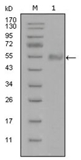 AM06290SU-N - Synaptotagmin-1