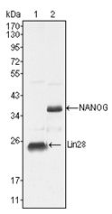 AM06293SU-N - NANOG