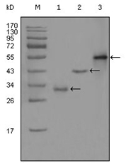 AM06298SU-N - PEG10