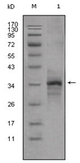 AM06308SU-N - Myostatin