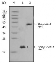 AM06315SU-N - Apolipoprotein O / Apo O