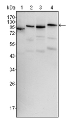 AM06317SU-N - B-Raf proto-oncogene