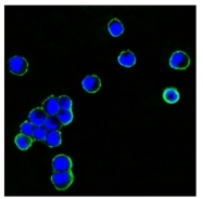 AM06320SU-N - Human IgG