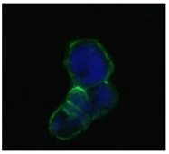 AM06323SU-N - Lipocalin-1