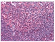AM06332SU-N - CD80