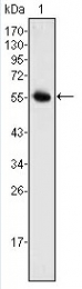 AM06362PU-N - Neurogenin-3 / NEUROG3