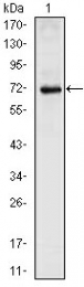 AM06367PU-N - NKX2-5