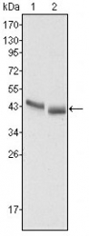 AM06373SU-N - Pepsin