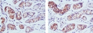AM06373SU-N - Pepsin