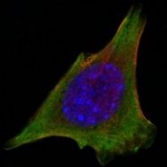 AM06376SU-N - Tyrosine-protein kinase JAK3