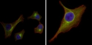 AM06387SU-N - Cytokeratin 15