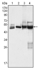 AM06404SU-N - Cytokeratin 7