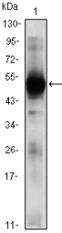 AM06429SU-N - RAG2