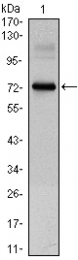 AM06433SU-N - CLOCK
