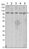 AM06440SU-N - Cadherin-2