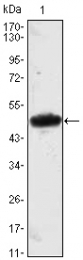 AM06456SU-N - MESP1