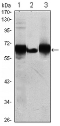 AM06465SU-N - Alkaline phosphatase / PLAP / ALPP