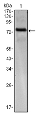 AM06471SU-N - Kelch-like protein 25