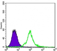 AM06473SU-N - Kelch-like protein 13