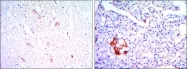 AM06473SU-N - Kelch-like protein 13
