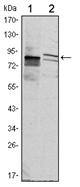 AM06476SU-N - Kelch-like protein 11