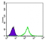 AM06476SU-N - Kelch-like protein 11