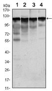 AM06498SU-N - Hexokinase-1