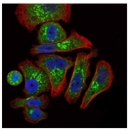 AM06504SU-N - Erythropoietin / EPO
