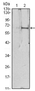 AM06504SU-N - Erythropoietin / EPO