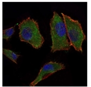 AM06506SU-N - COX IV isoform 1