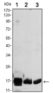 AM06506SU-N - COX IV isoform 1