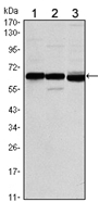 AM06510SU-N - Estrogen receptor alpha