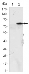 AM06516SU-N - MYOD1