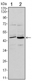 AM06519SU-N - CD86