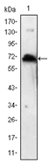 AM06522SU-N - Kelch-like 1 protein