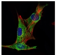 AM06527SU-N - Inhibin alpha / INHA