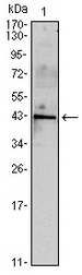 AM06527SU-N - Inhibin alpha / INHA