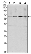 AM06530SU-N - Cyclin B1